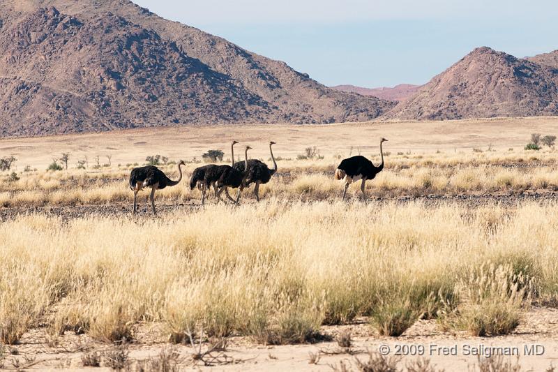 20090602_105119 D300 (1) X1.jpg - The Ostrich is a large flightless bird